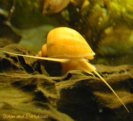 ゴールデンアップルスネール