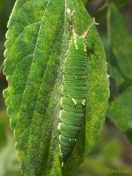 ゴマダラチョウの幼虫