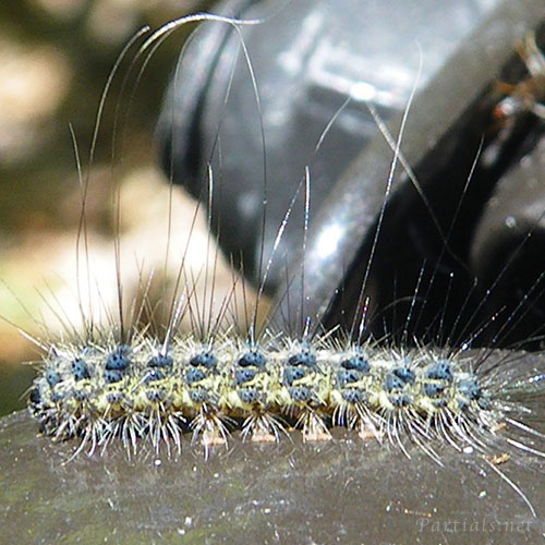 ゴマダラキコケガ幼虫