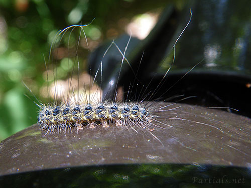 ゴマダラキコケガ幼虫