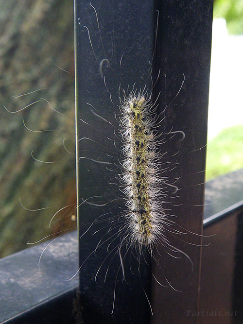 ゴマダラキコケガ幼虫