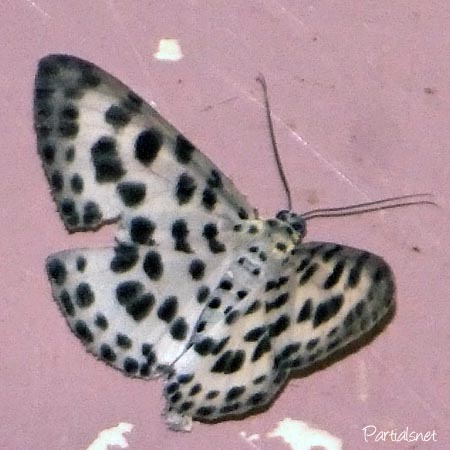 ゴマダラシロエダシャク