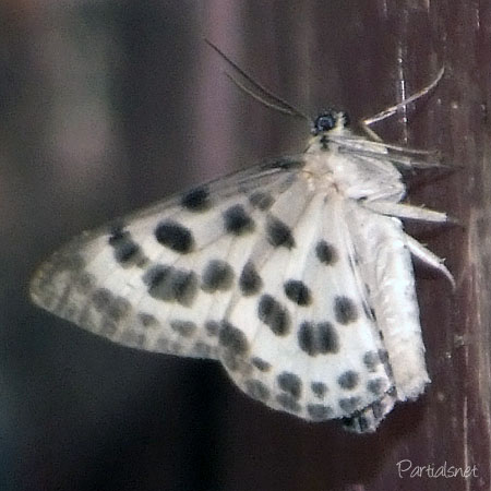 ゴマダラシロエダシャク