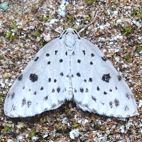 ゴマダラシロナミシャク