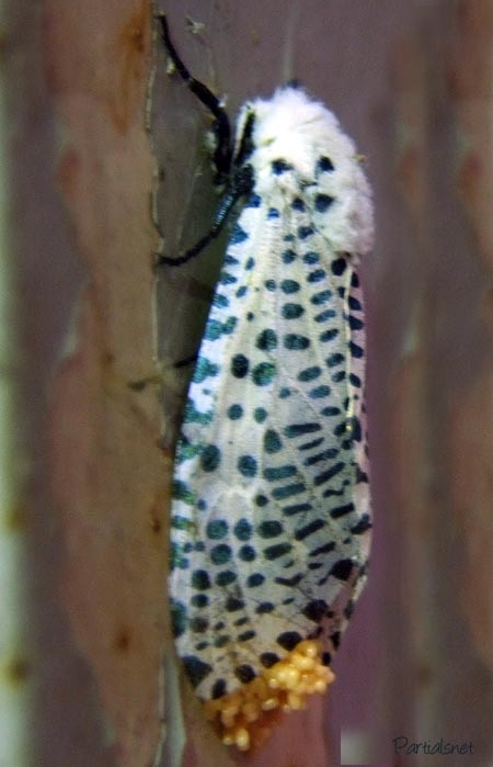 ゴマフボクトウ