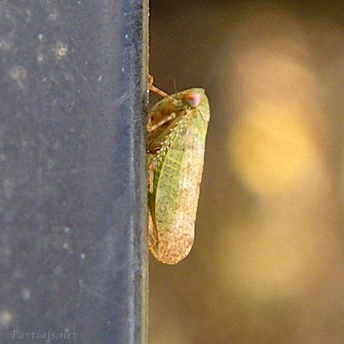 ゴマフハトムネヨコバイ