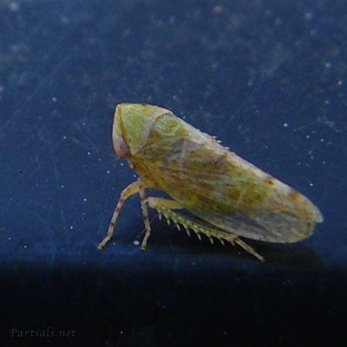 ゴマフハトムネヨコバイ