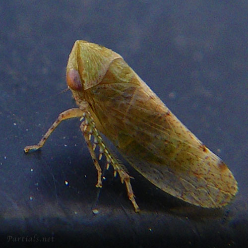 ゴマフハトムネヨコバイ