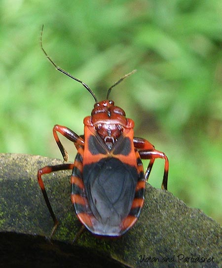 Haematoloecha rufescens