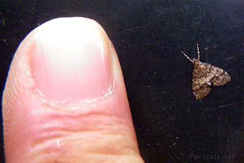 ハイイロホソバノメイガ