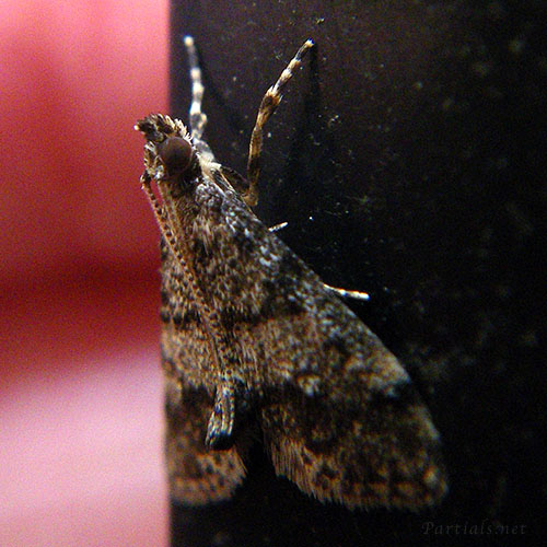 ハイイロホソバノメイガ