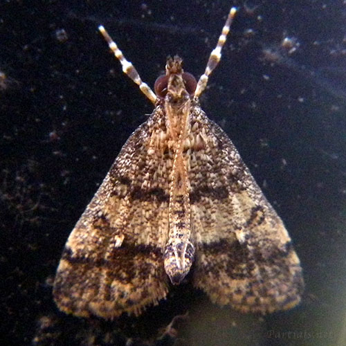 ハイイロホソバノメイガ