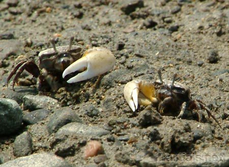 ハクセンシオマネキ