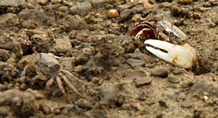 ハクセンシオマネキ