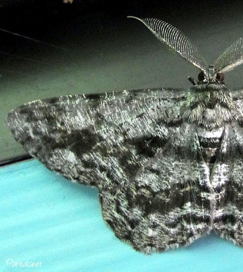 ハミスジエダシャク