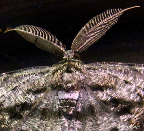 ハミスジエダシャク