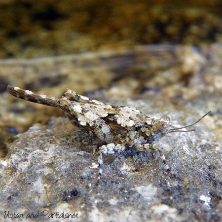 ハネナガヒシバッタ