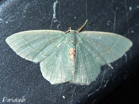 ホソバハラアカアオシャク？