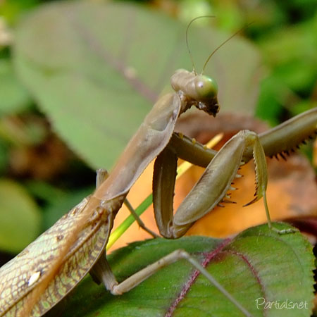 ハラビロカマキリ褐色型