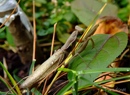 ハラビロカマキリ褐色型