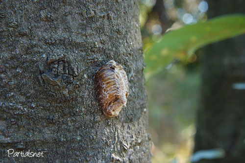 ハラビロカマキリ卵鞘