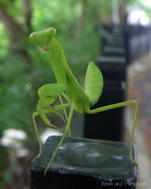 ハラビロカマキリ幼虫