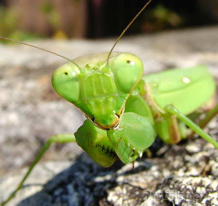 ハラビロカマキリ