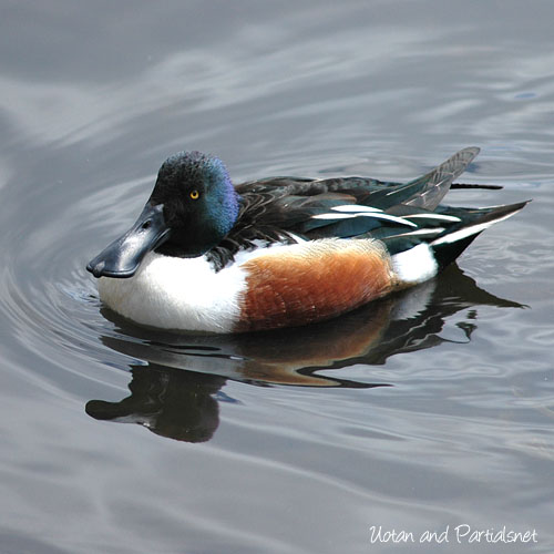 ハシビロガモ♂