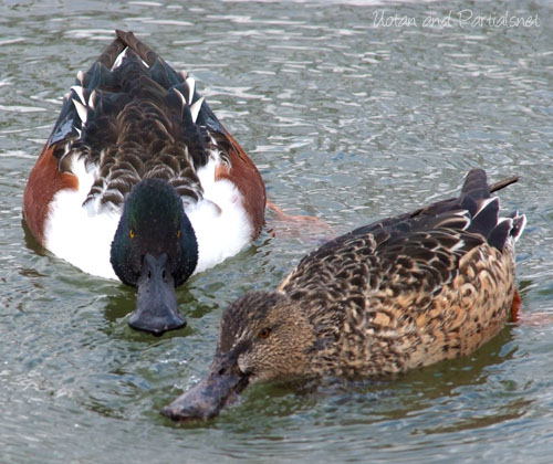 ハシビロガモ♂と♀