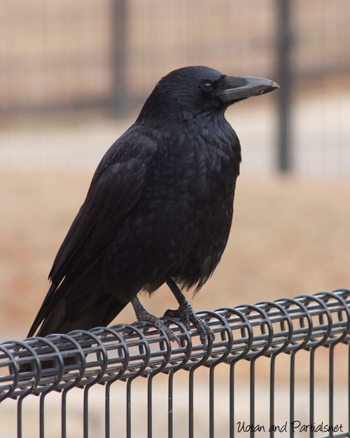 ハシボソガラス