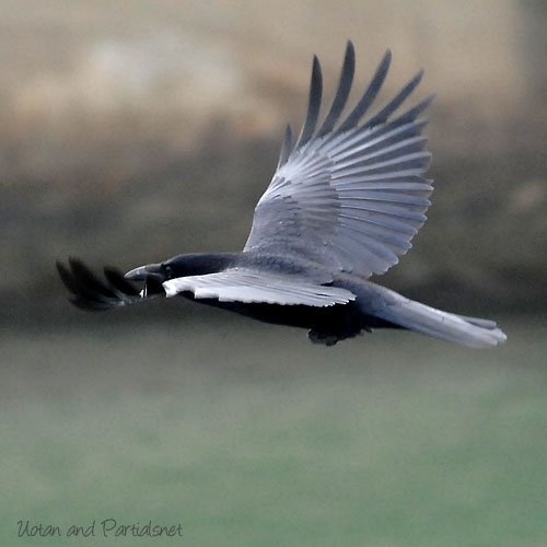 ハシボソガラスが飛ぶ