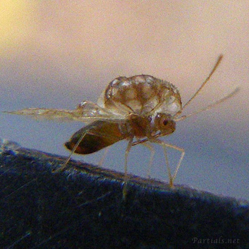 ヘクソカズラグンバイ