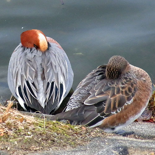 ヒドリガモ♂と♀