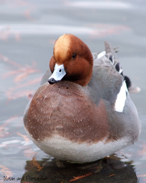 ヒドリガモのオス
