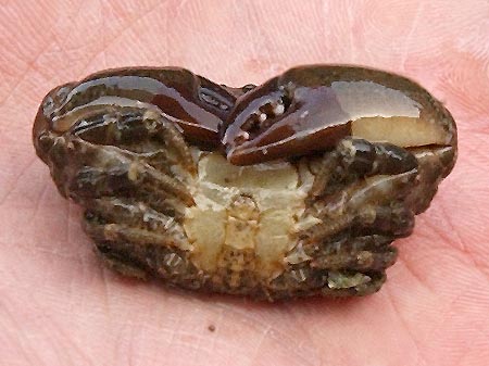 これがヒヅメガニだ