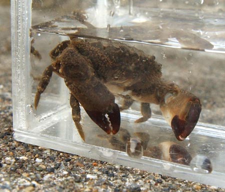 さっきのは死んだ振ふりさ