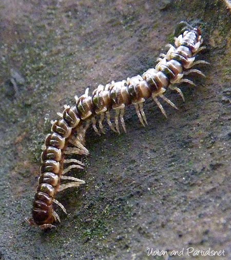 ヒガシオビヤスデ