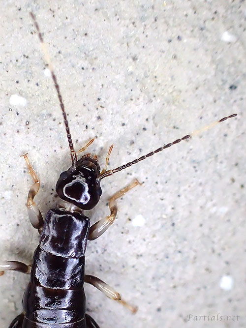 ヒゲジロハサミムシ