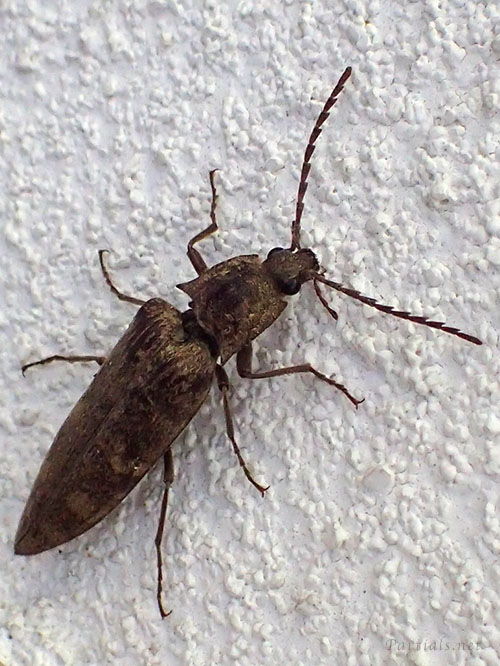 ヒゲコメツキ♀