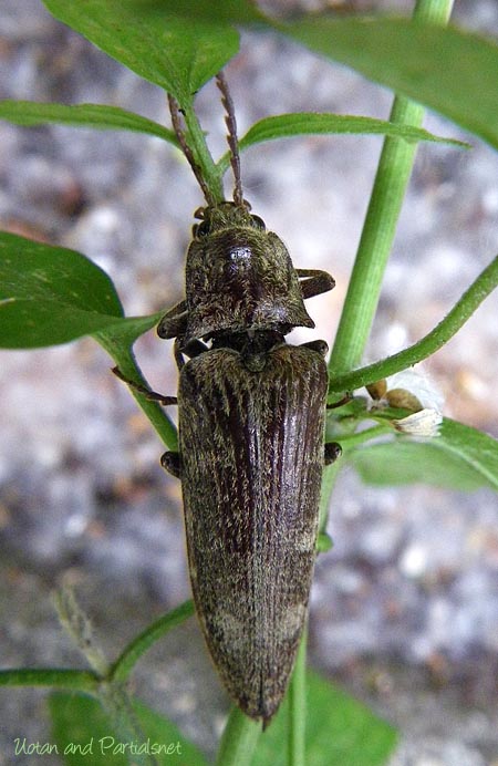 ヒゲコメツキ♀