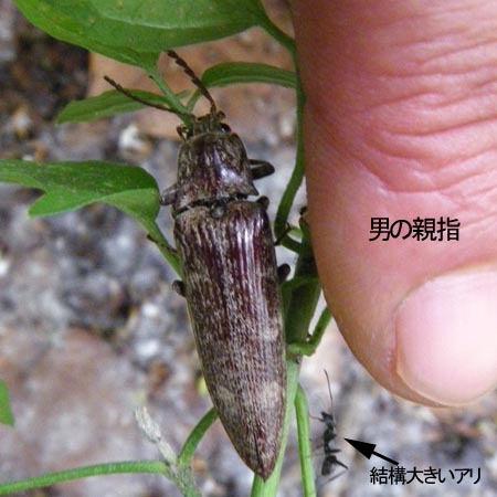 ヒゲコメツキ♀