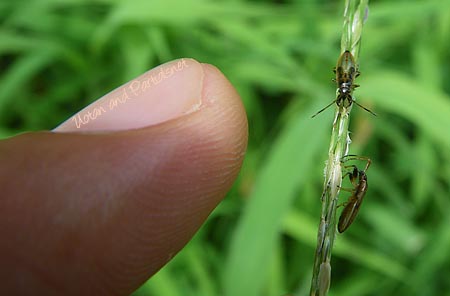 ヒゲナガカメムシ幼虫