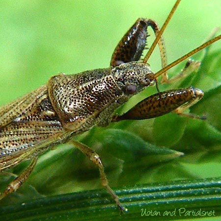 ヒゲナガカメムシ