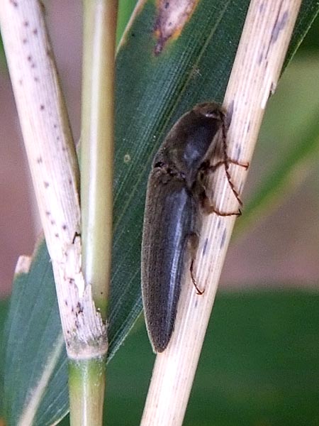 ヒゲナガコメツキ