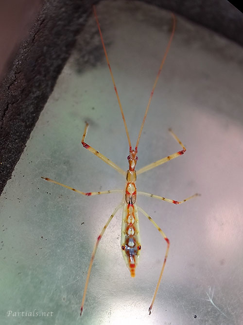 ヒゲナガサシガメ幼虫