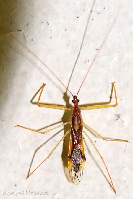 ヒゲナガサシガメ