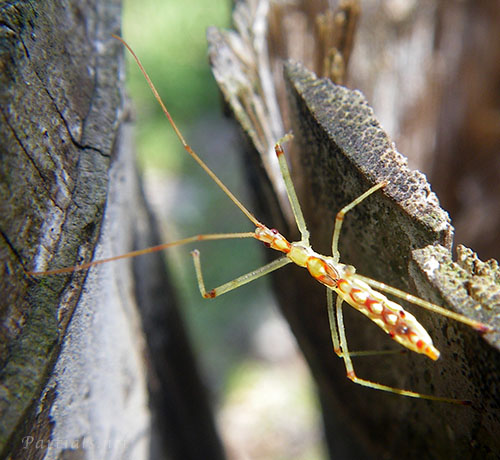 ヒゲナガサシガメ幼虫