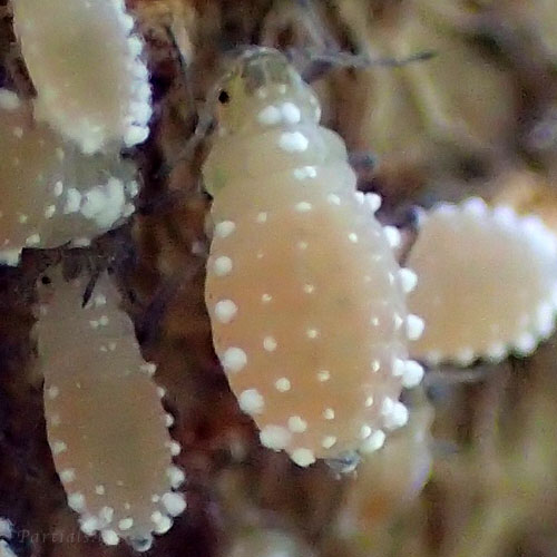 ヒイラギオオワタムシ