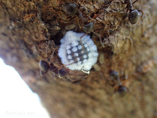 ヒイラギオオワタムシ幹母