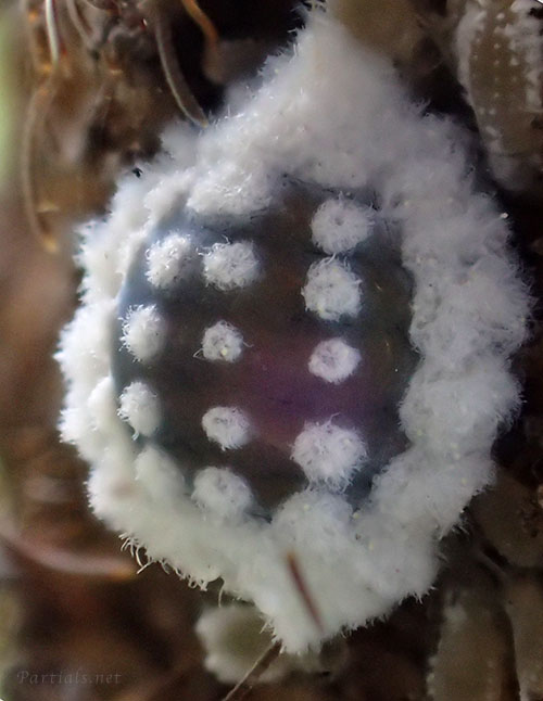 ヒイラギオオワタムシの幹母